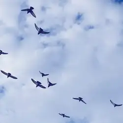 ای پرنده مهاجر